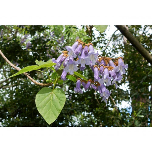 Paulownia tomentosa | Anna Paulowna