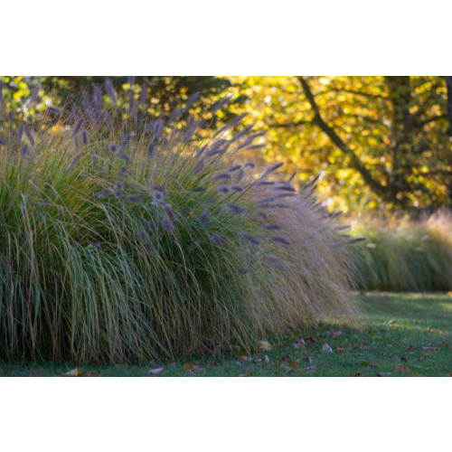 Pennisetum alop. 'Hameln' - Lampenpoetser