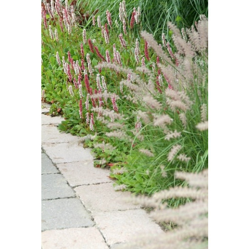 Persicaria affinis Superba - Duizendknoop -