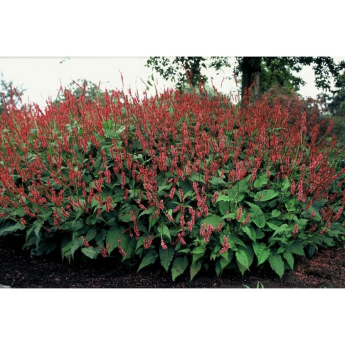 Persicaria a. “Speciosa” - Duizendknoop