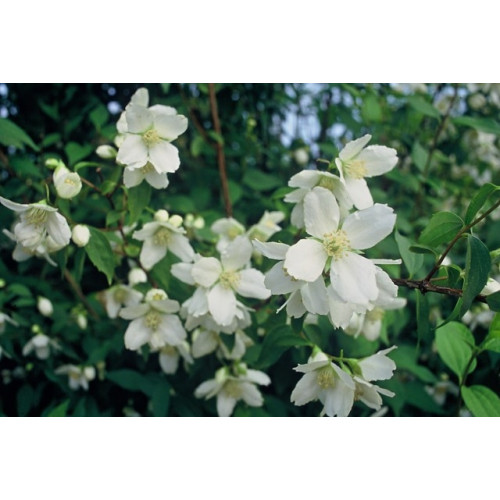 Philadelphus lemoinei - Boerenjasmijn