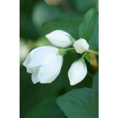 Philadelphus Virginal - Boerenjasmijn