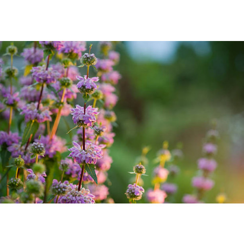 Phlomis tuberosa - Brandkruid - etagebloem