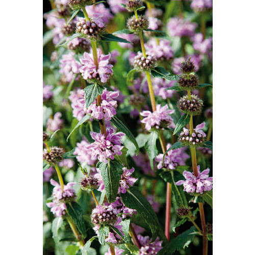 Phlomis tuberosa Amazone - Brandkruid