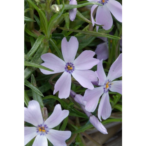 Phlox (S) Purple Beauty - Vlambloem