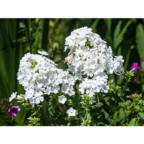 Phlox White Admiral - Vlambloem