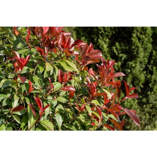 Photinia 'Carré Rouge' - Glansmispel