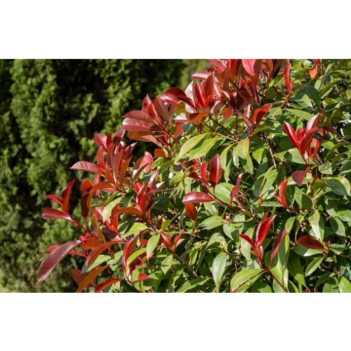 Photinia fraseri ´Red Robin´ - Glansmispel