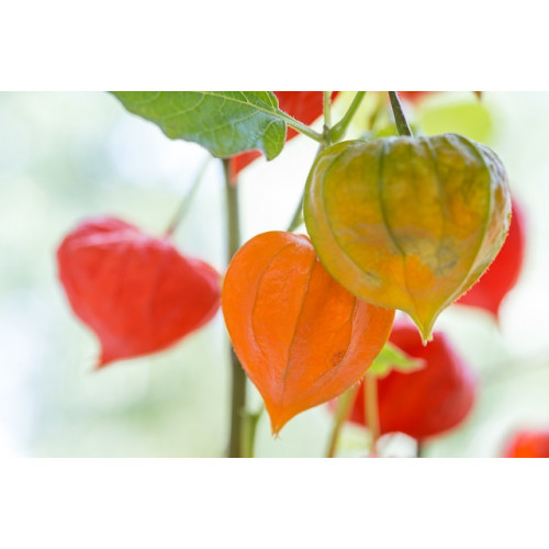 Physalis alkekengi Franchetii - Lampionplant