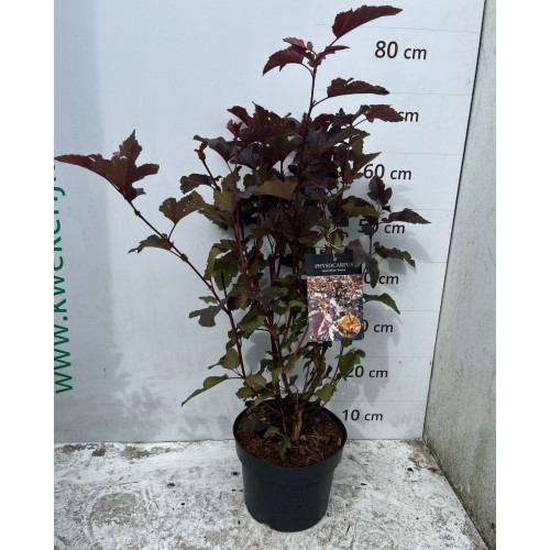 Physocarpus opulifolius André 