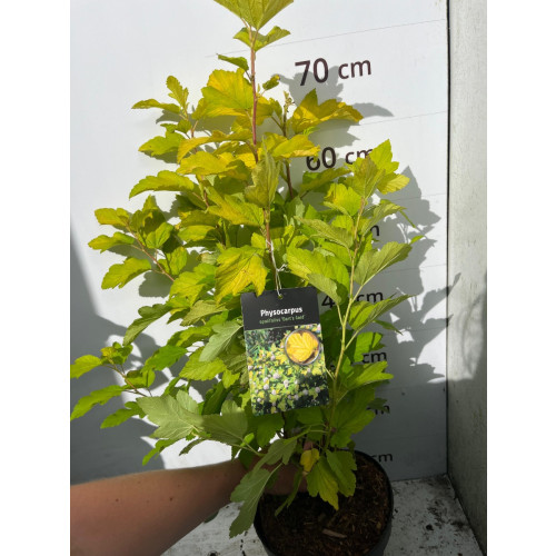 Physocarpus op. Dart's Gold