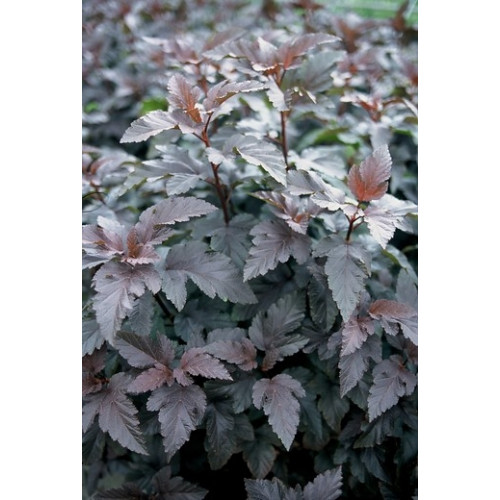Physocarpus Opulif. 'Diabolo' ® - Blaasspirea