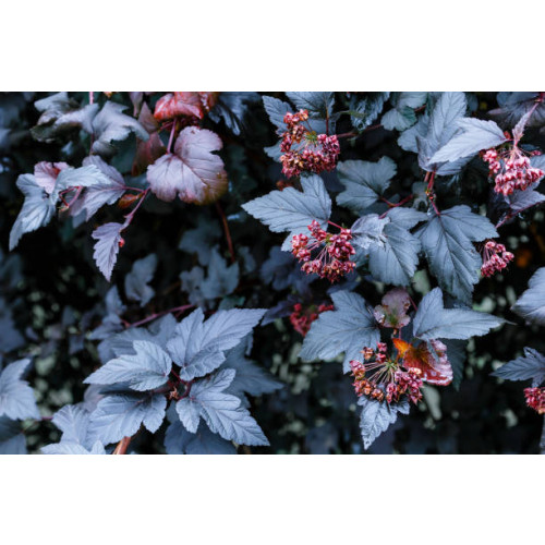 Physocarpus opulifolius Lady in Red