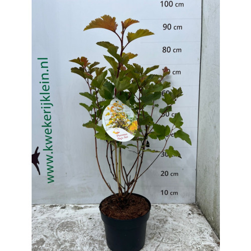 Physocarpus magical Ball - Blaasspirea