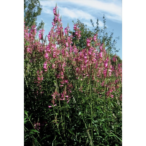 Physostegia virg. 'Bouquet Rose' - Scharnierplant