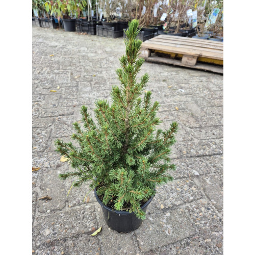 Picea glauca Conica - Dwergspar
