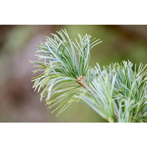 Pinus mugo 'Pumilo' - Dwerg Den