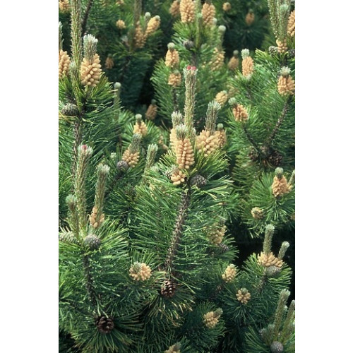 Pinus mugo mughus - Berg Den