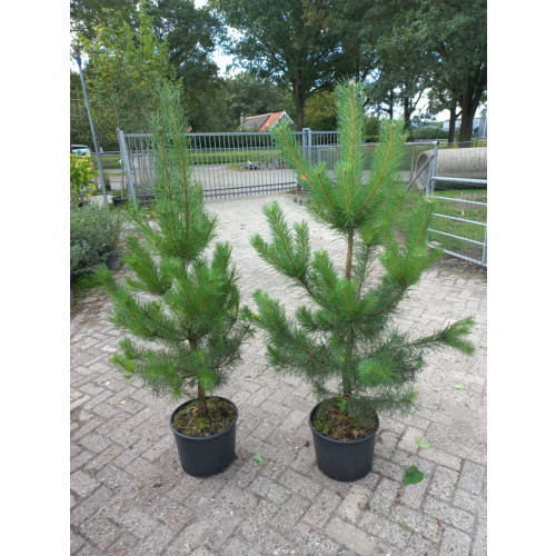 Pinus Nigra Nigra - Zwarte den