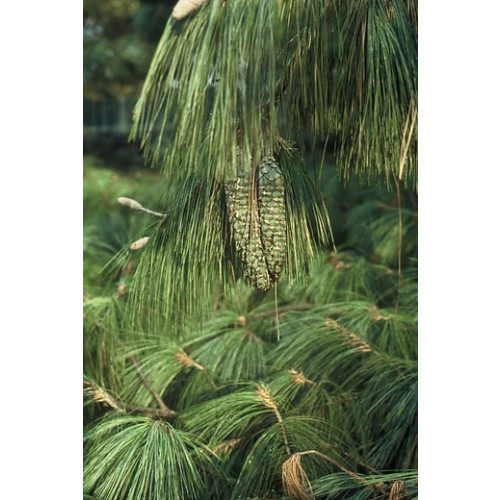 Pinus wallichiana - Treurden