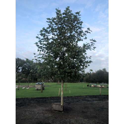 Plataan - Platanus hispanica - boom