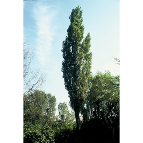 Populus nigra - Zwarte populier