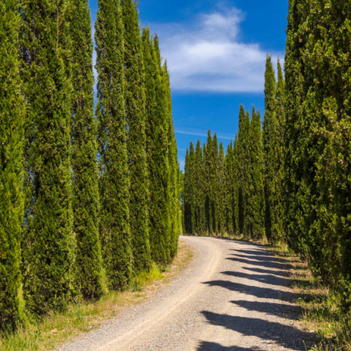 Populus nigra Italica - Italiaanse Populier