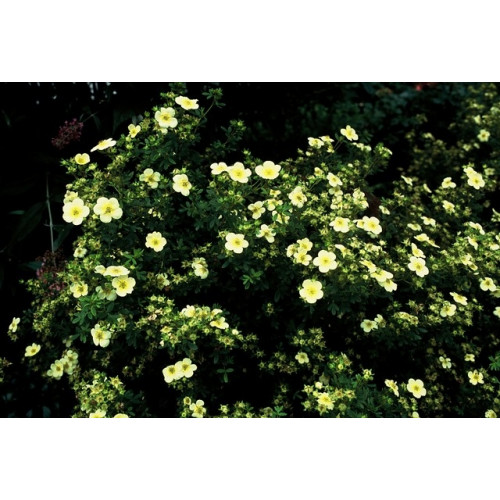 Potentilla fruticosa Limelight - Ganzerik 