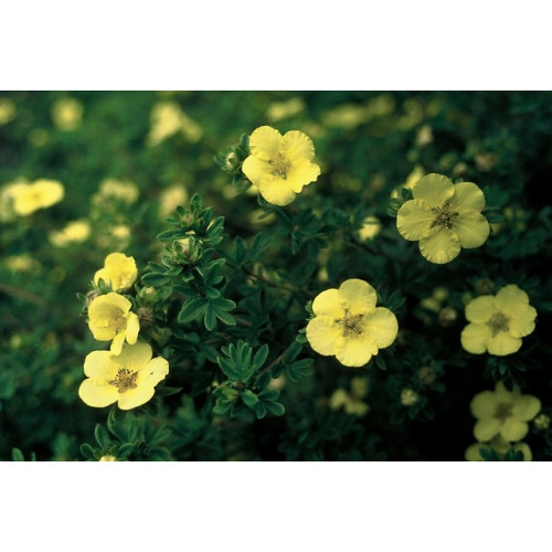 Potentilla fruticosa 'Elizabeth' - Ganzerik