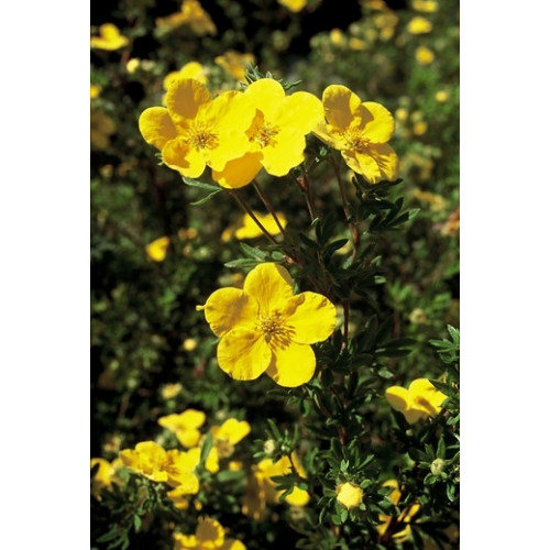 Potentilla fruticosa 'Goldfinger' - Ganzerik