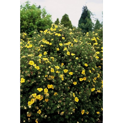 Potentilla fruticosa 'Kobold' - ganzerik