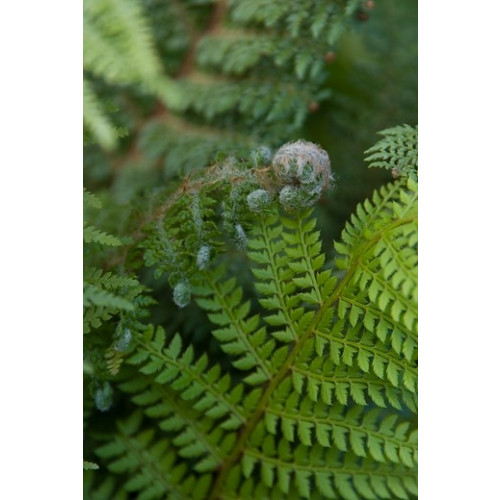 Polystichum setiferum Plumosa densum - Naaldvaren 