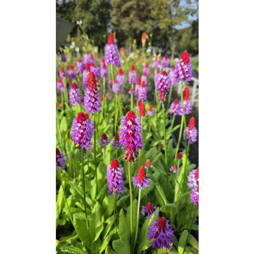 Primula vialli - Kaboutermuts