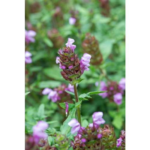 Prunella grandiflora  - Bijenkorfje 