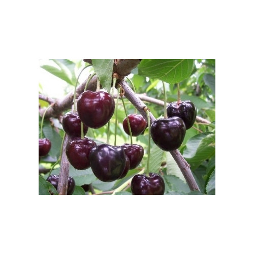 Prunus a. 'Kordia' - Kersenboom 