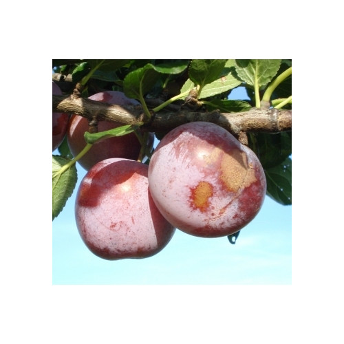Prunus d. 'Reine Claude d'Althan' - pruim