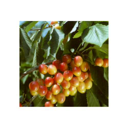 Prunus a. 'Bigarreau Napoleon' - Kersenboom 