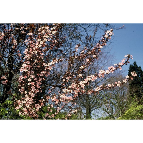 Prunus cerasifera Nigra - Kerspruim dakvorm