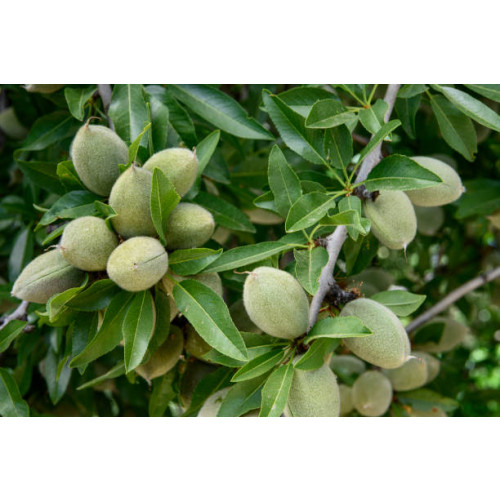 Prunus a. Dulcis - Amandelboom