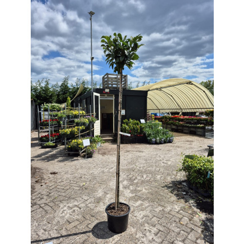 Prunus laur. Etna - Laurier op stam