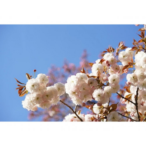 Prunus Fugenzo | Sierkers