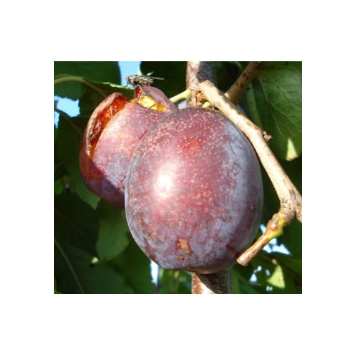 Pruim - Prunus d. 'Jubileum'