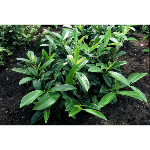 Prunus laur. 'Cherry Brandy' - Laurier