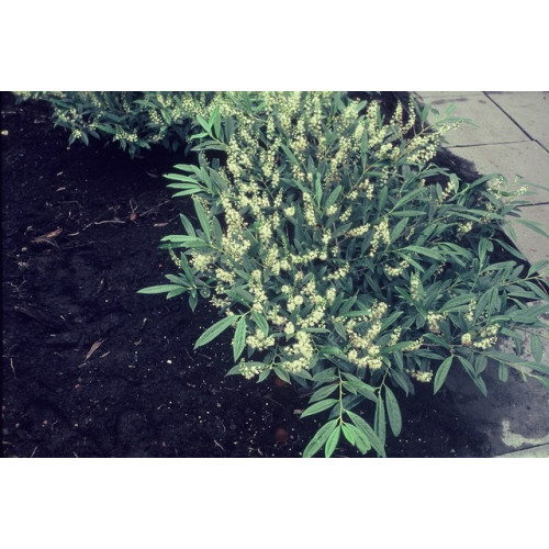 Prunus laur. 'Zabeliana' - Laurier