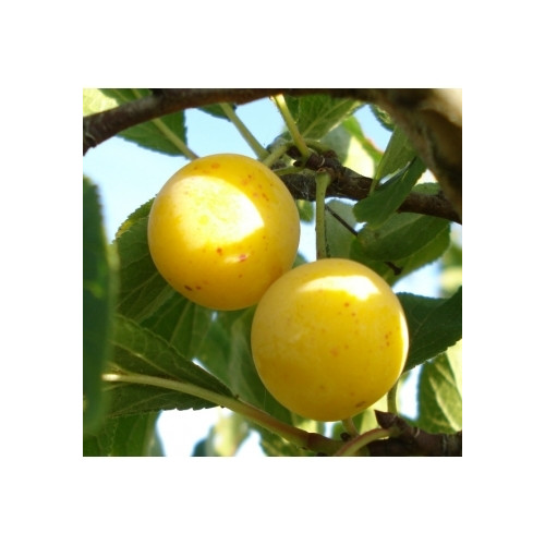Pruim - Prunus d. 'Mirabelle de Nancy'