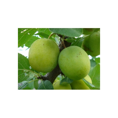 Prunus 'Ontario'