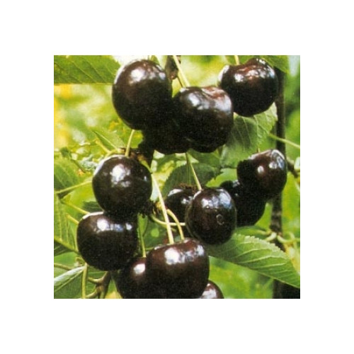 Prunus a. 'Regina' Zoete kers