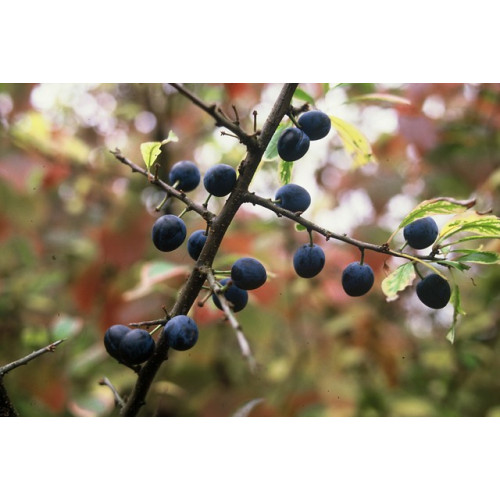 Prunus spinosa - Sleedoorn