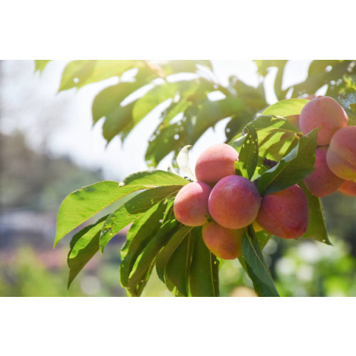 Prunus p. Suncrest - Perzik