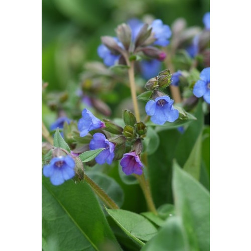 Pulmonaria Blue Ensign- Longkruid